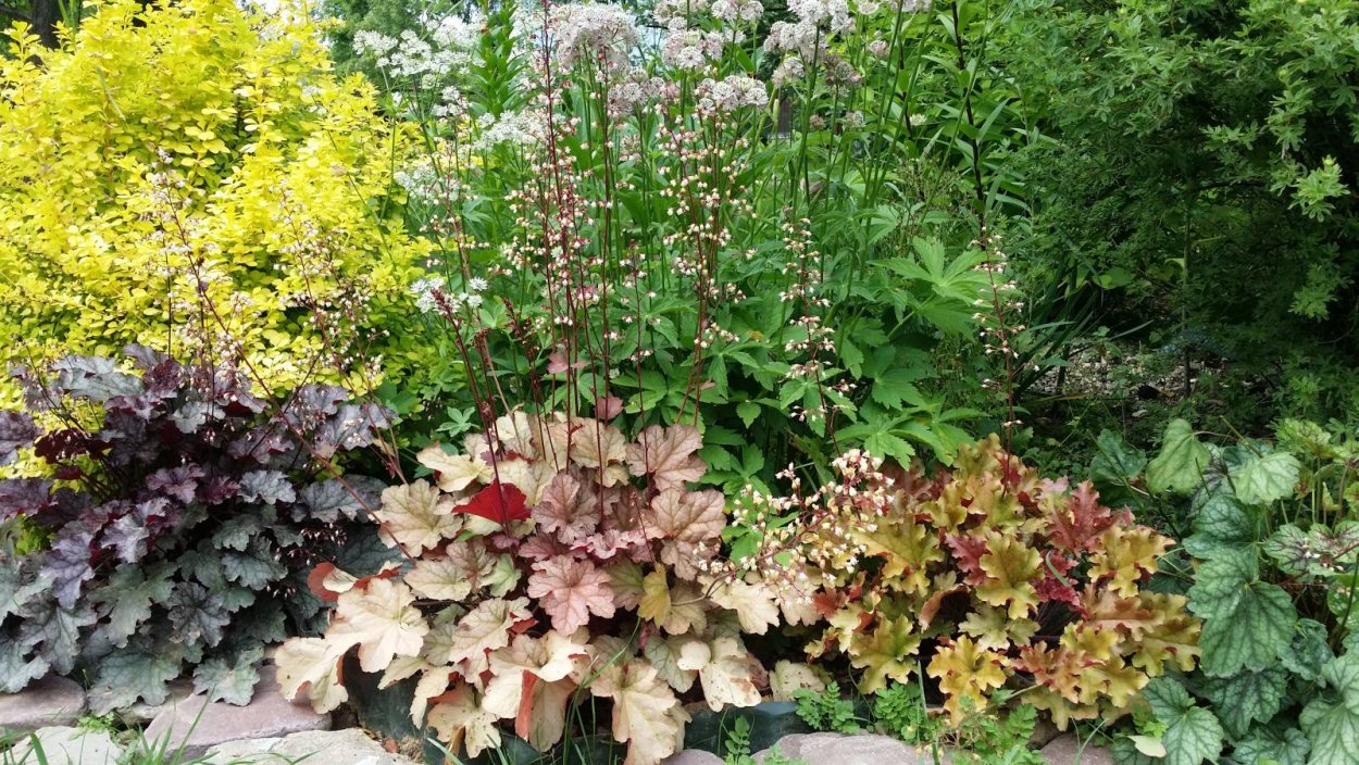 Рабатки миксбордеры