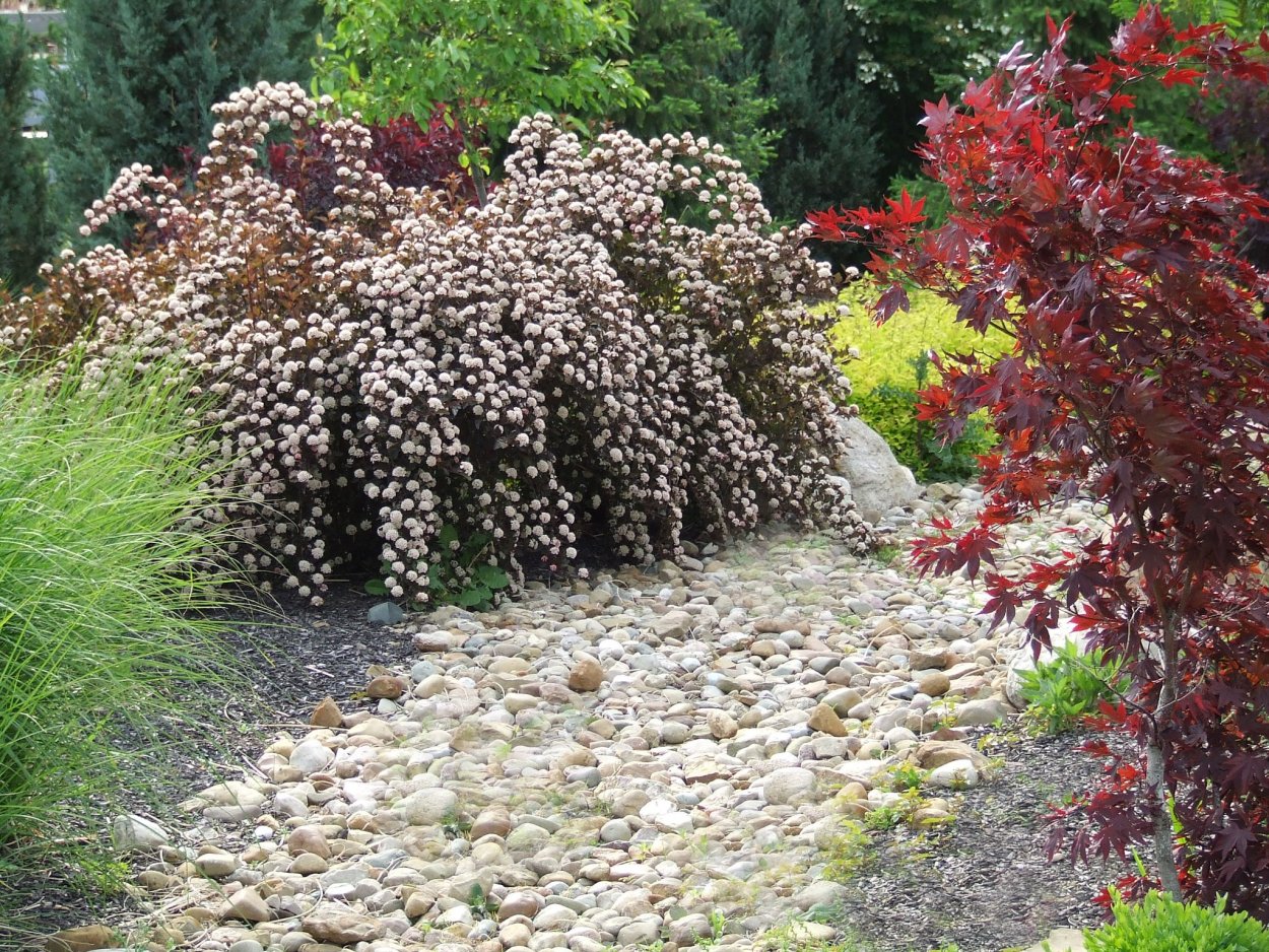 Гортензия,Хоста, туя Даника