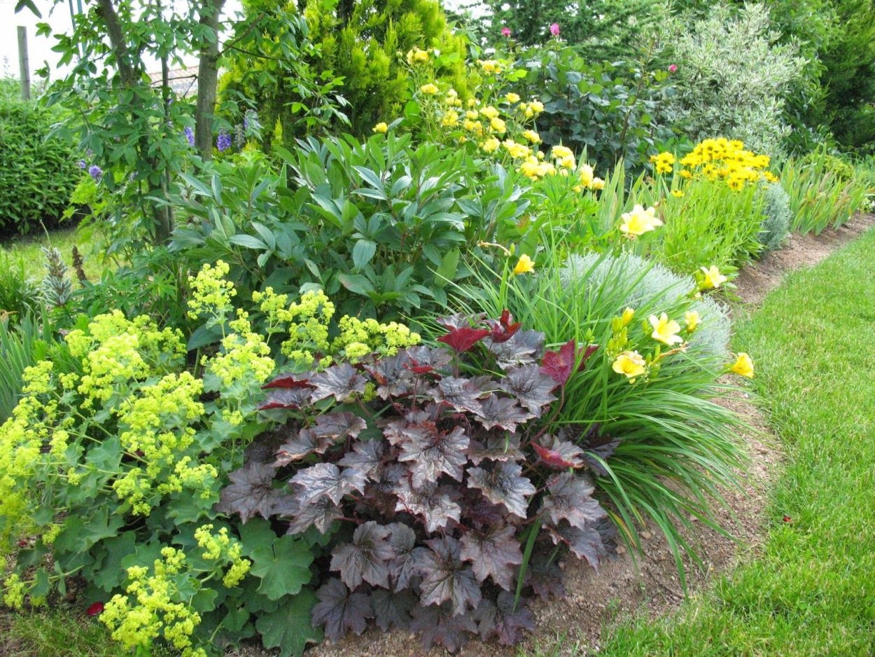 Спирея Голден принцесс бордюр