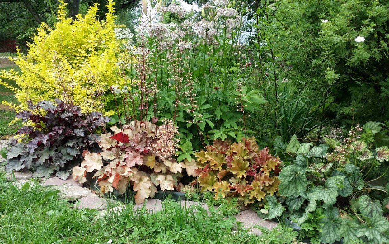 Дерен, скумпия, туя, Ива