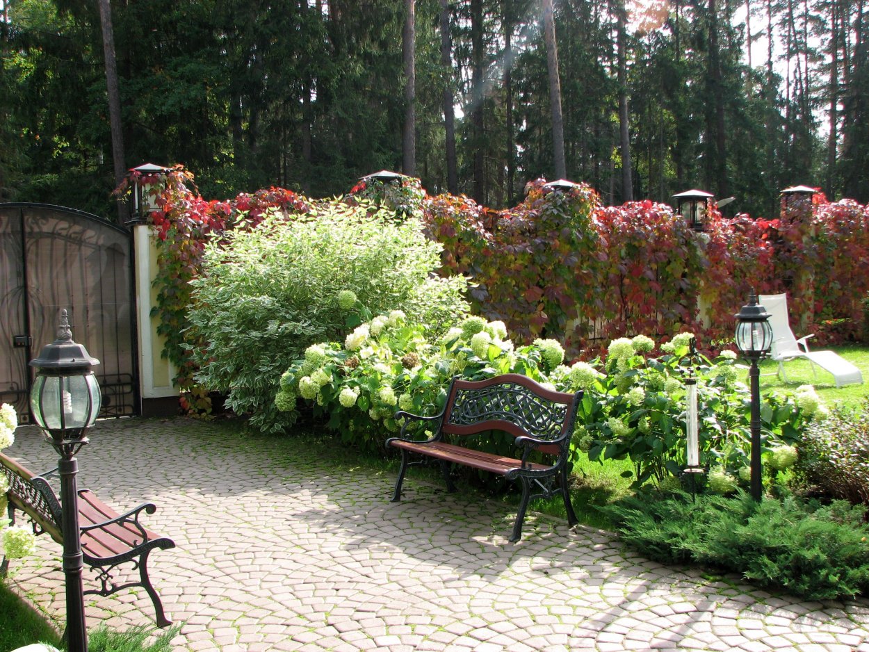 Клумба спирея, Барбарис, пион, Маргаритка