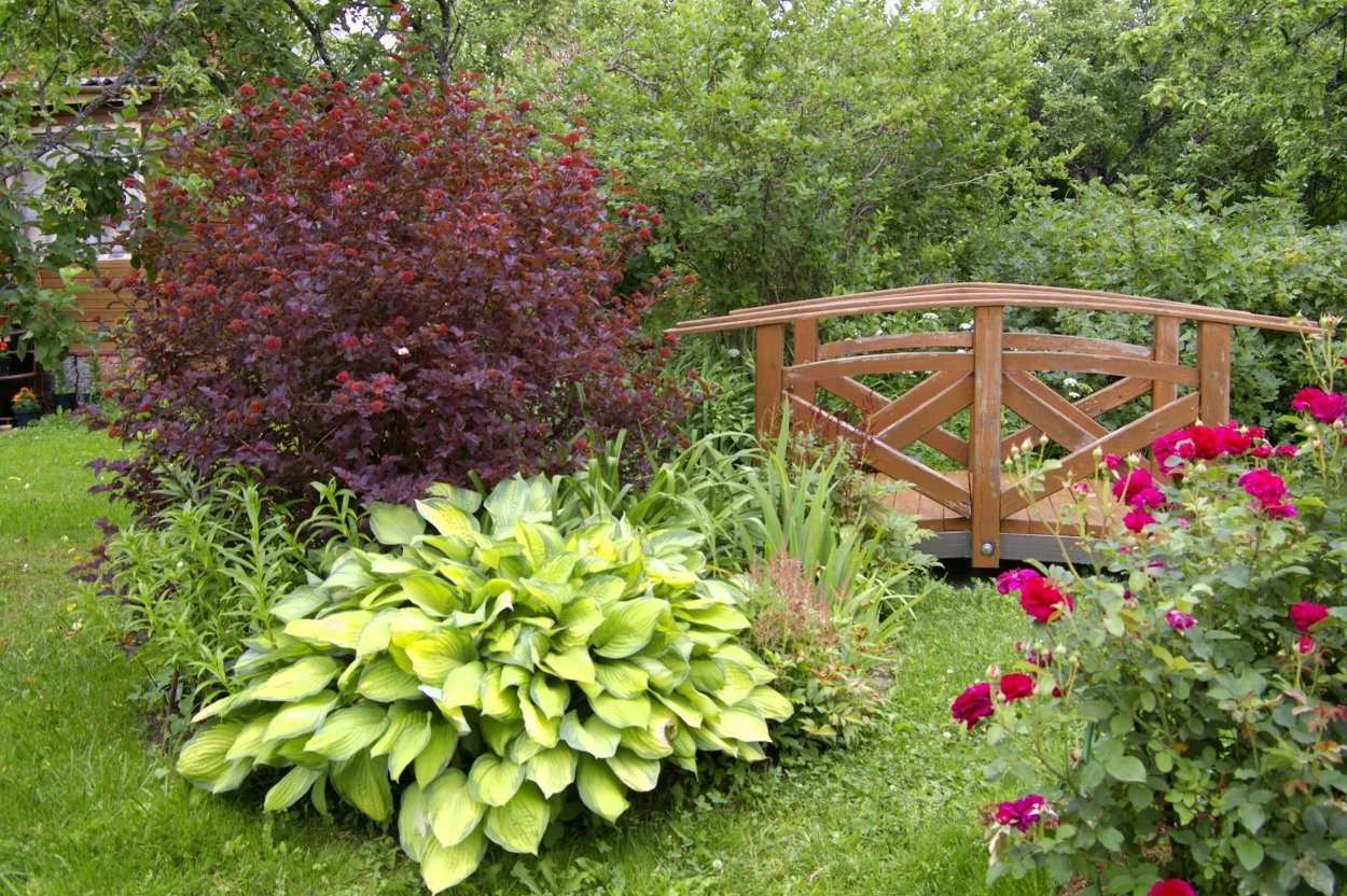 Хвойный миксбордер