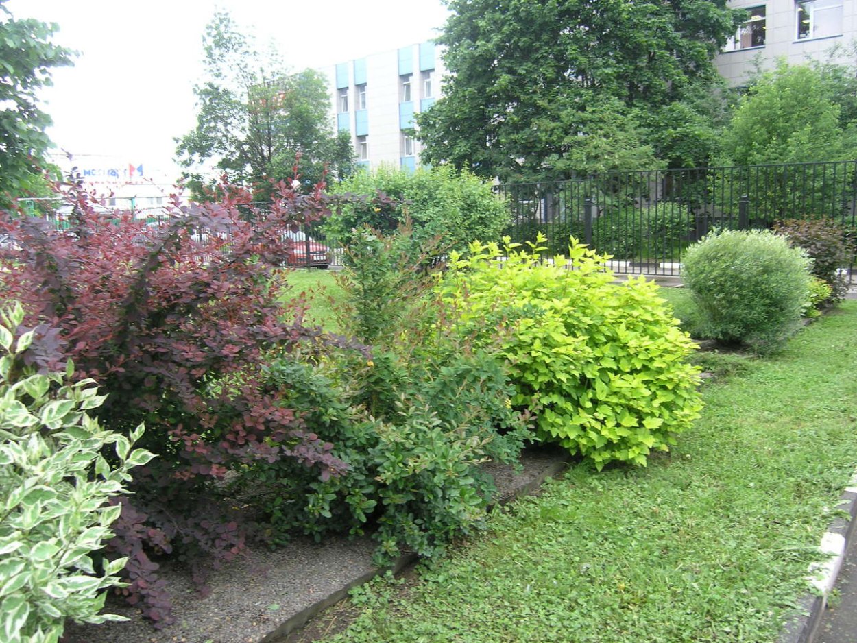 Молиния Хайдебраут