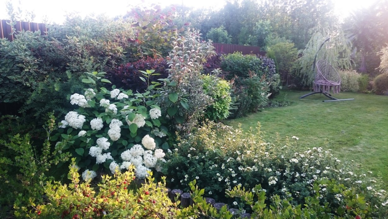 Дерен спирея Барбарис