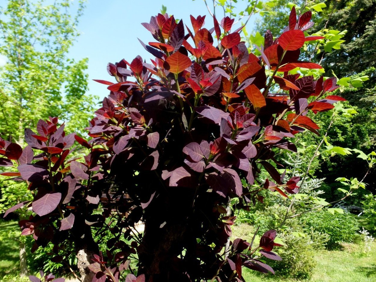 Скумпия Кожевенная краснолистная