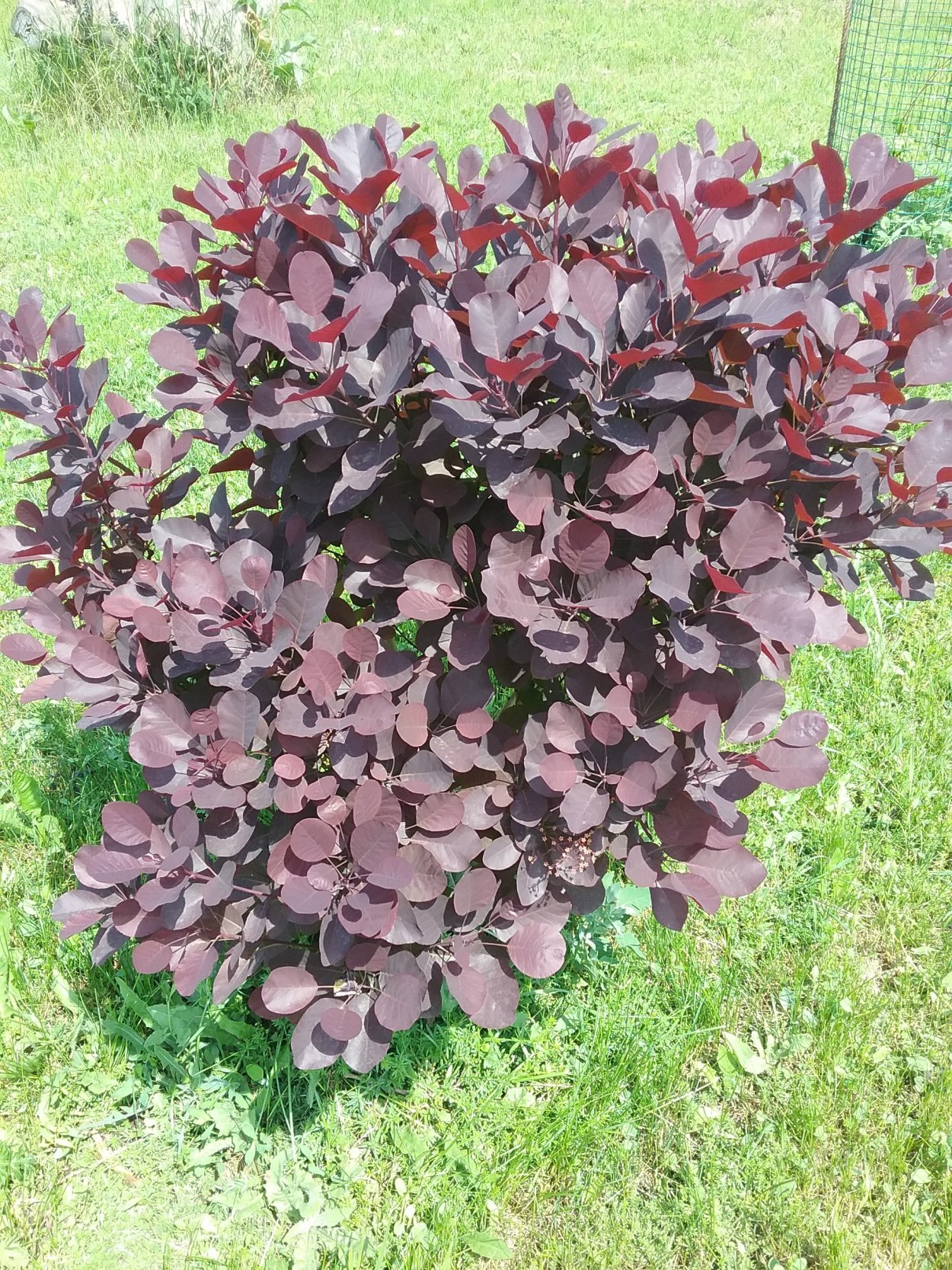 Скумпия Кожевенная