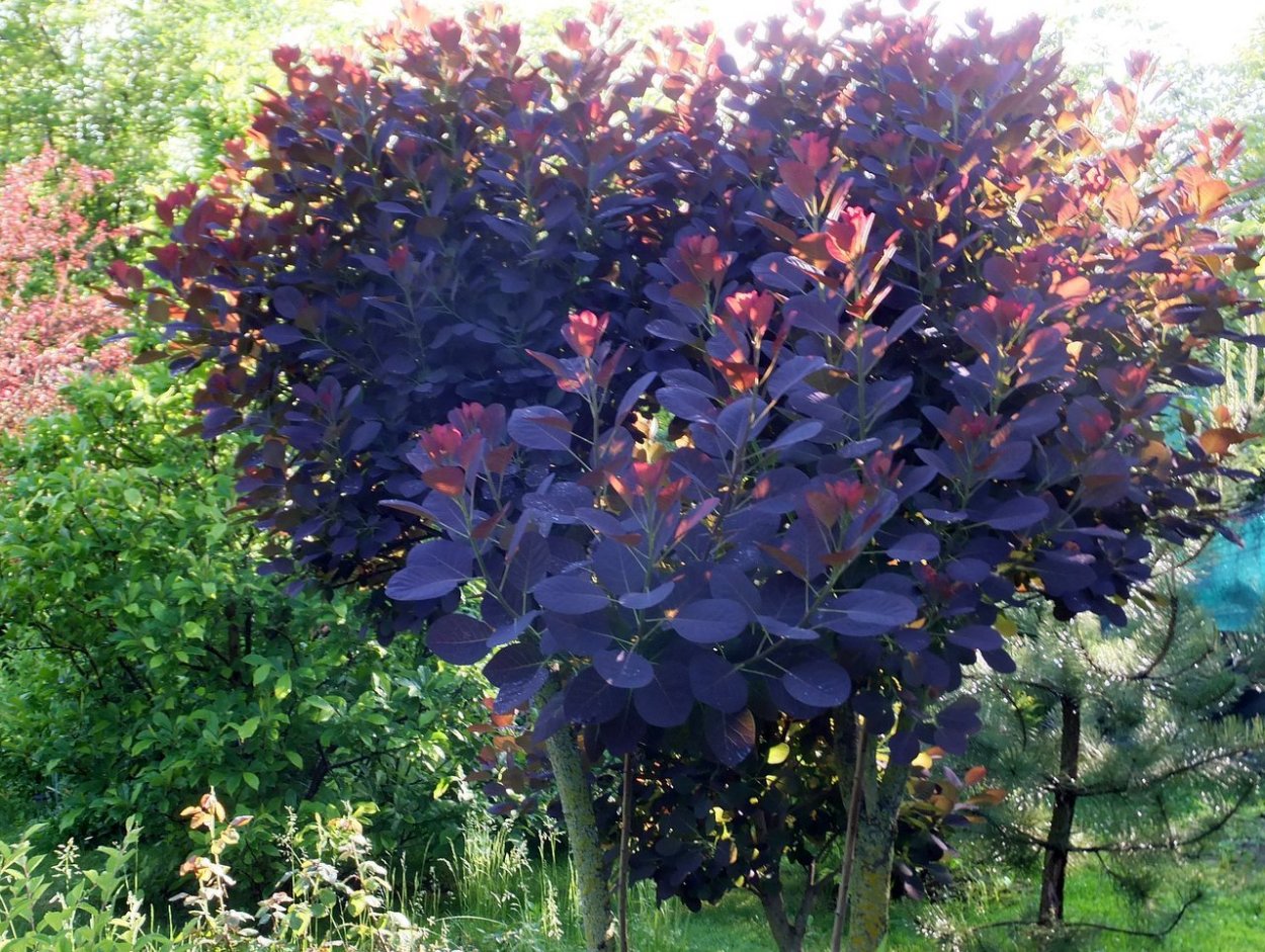 Скумпия Кожевенная (Cotinus coggygria &#96;Royal Purple&#96;)