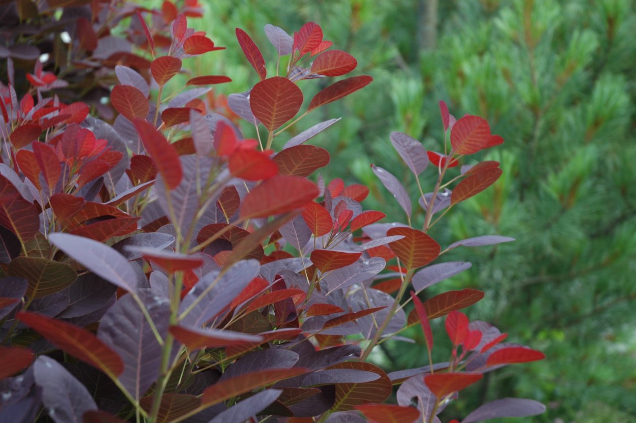 Скумпия обыкновенная Пурпуреа