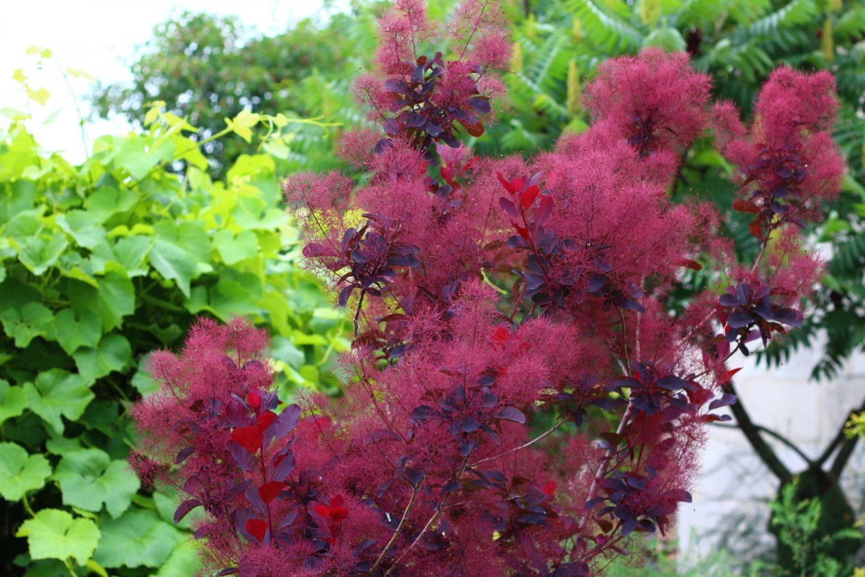 Спирея скумпия