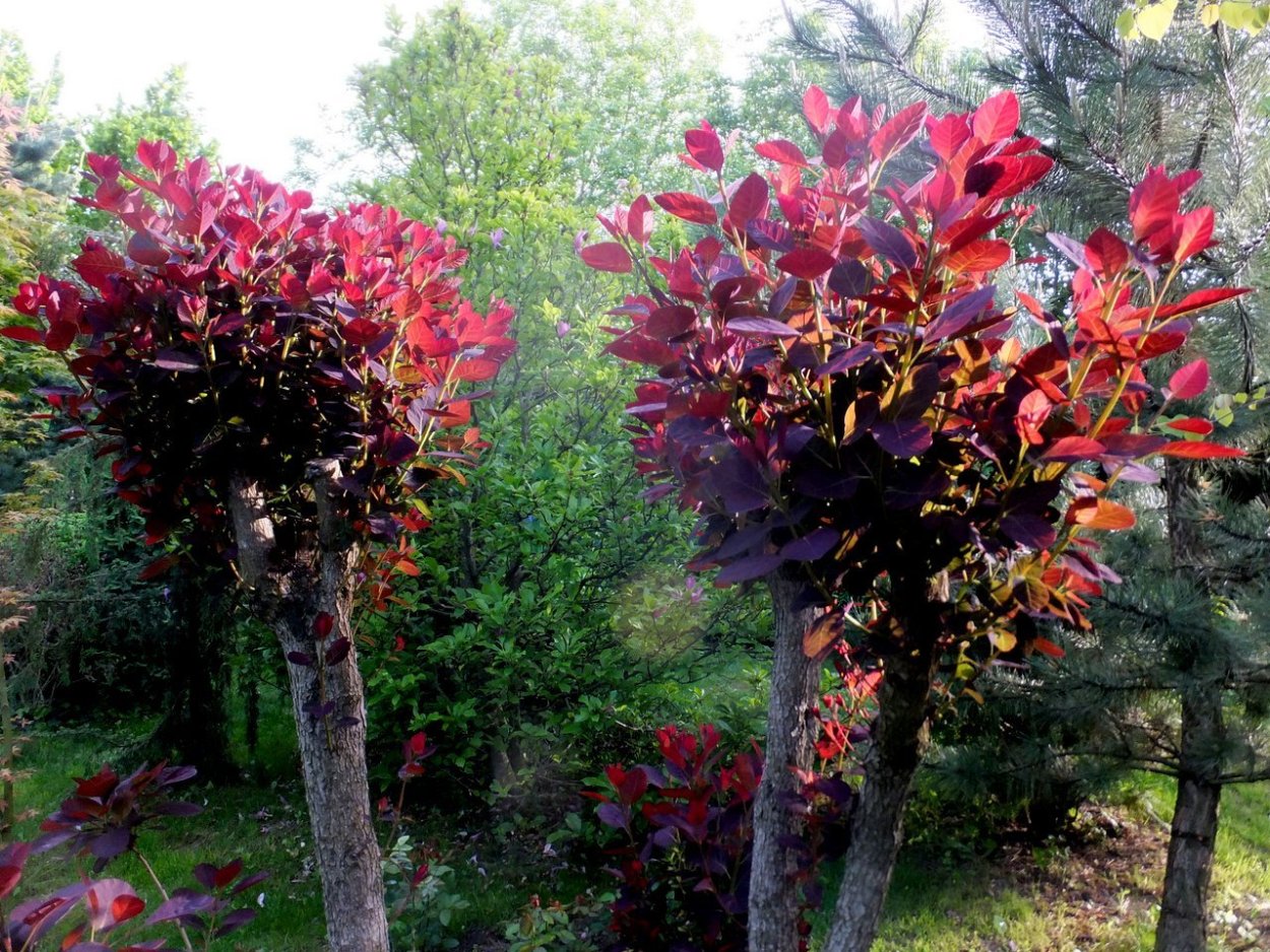 Скумпия Кожевенная штамбовая