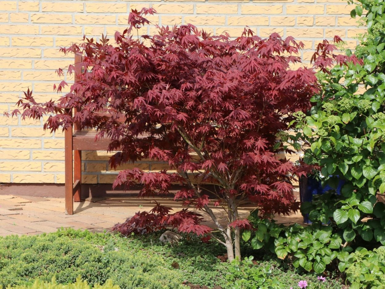 Acer palmatum Atropurpureum