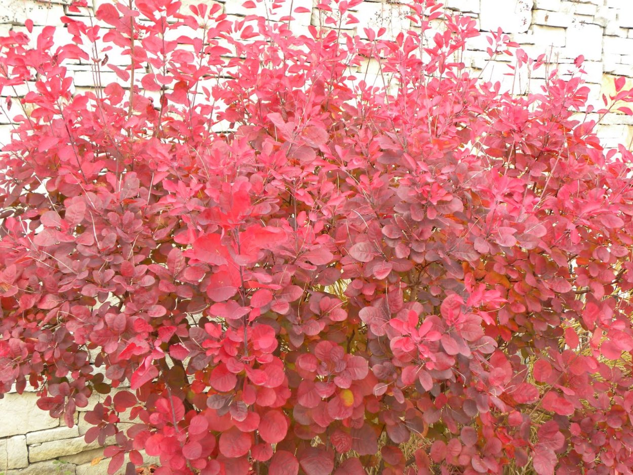 Скумпия Кожевенная декоративные кустарники