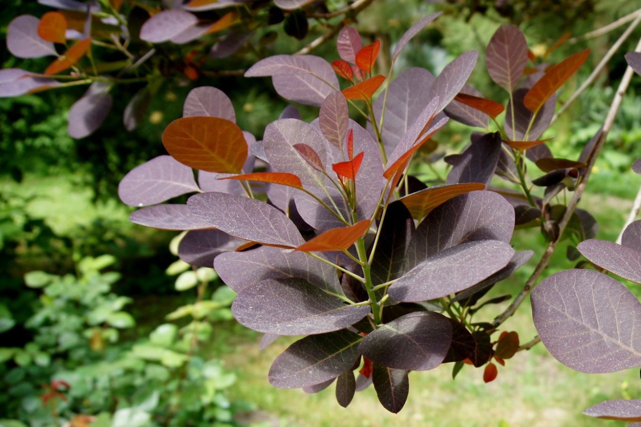 Скумпия Кожевенная