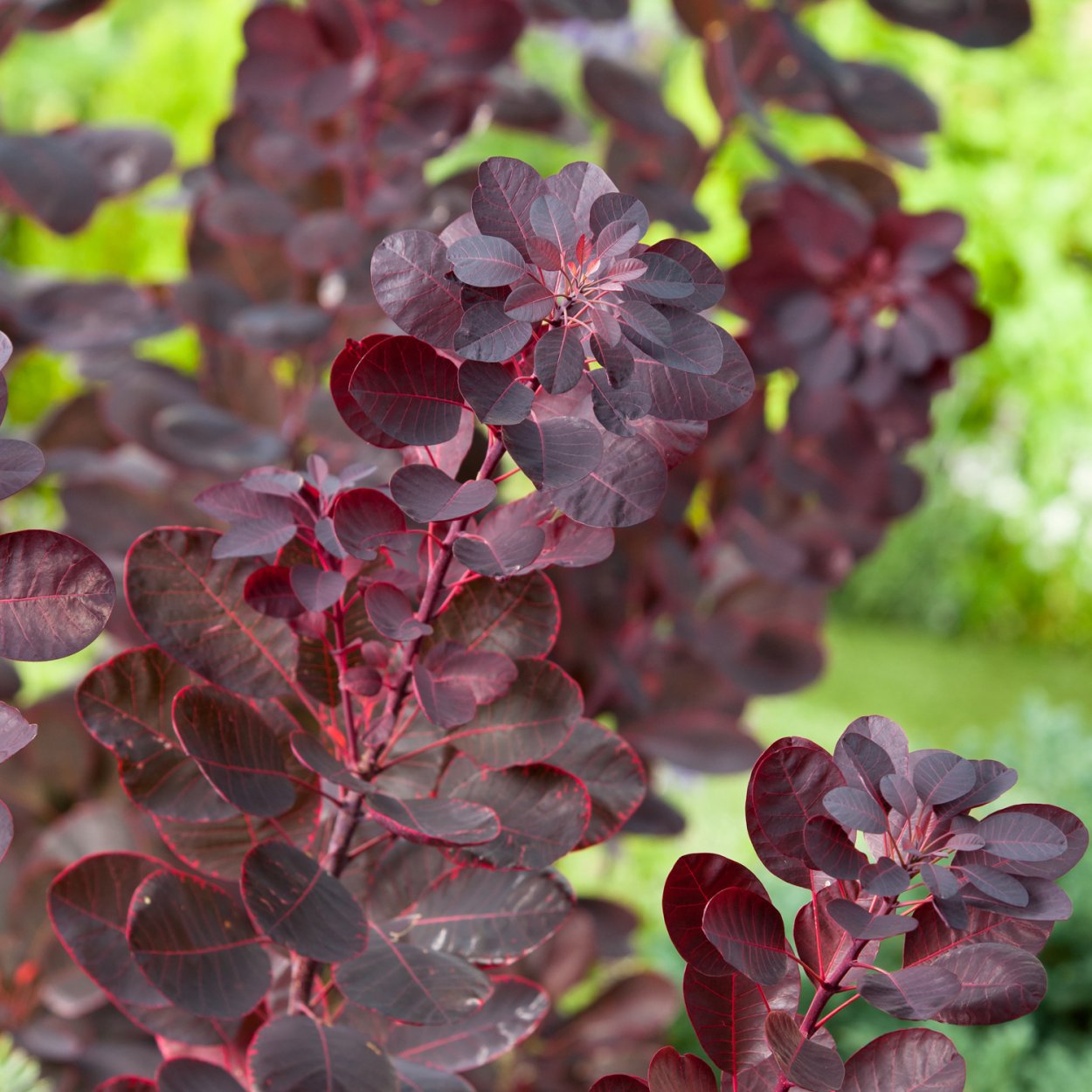 Скумпия Кожевенная Роял перпл