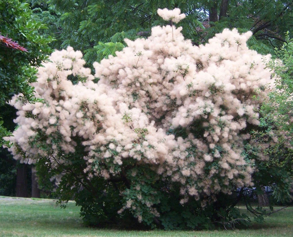 Скумпия Кожевенная белая