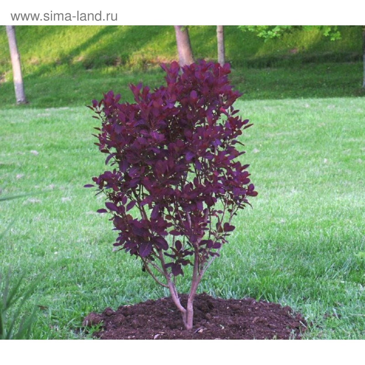 Скумпия Роял перпл