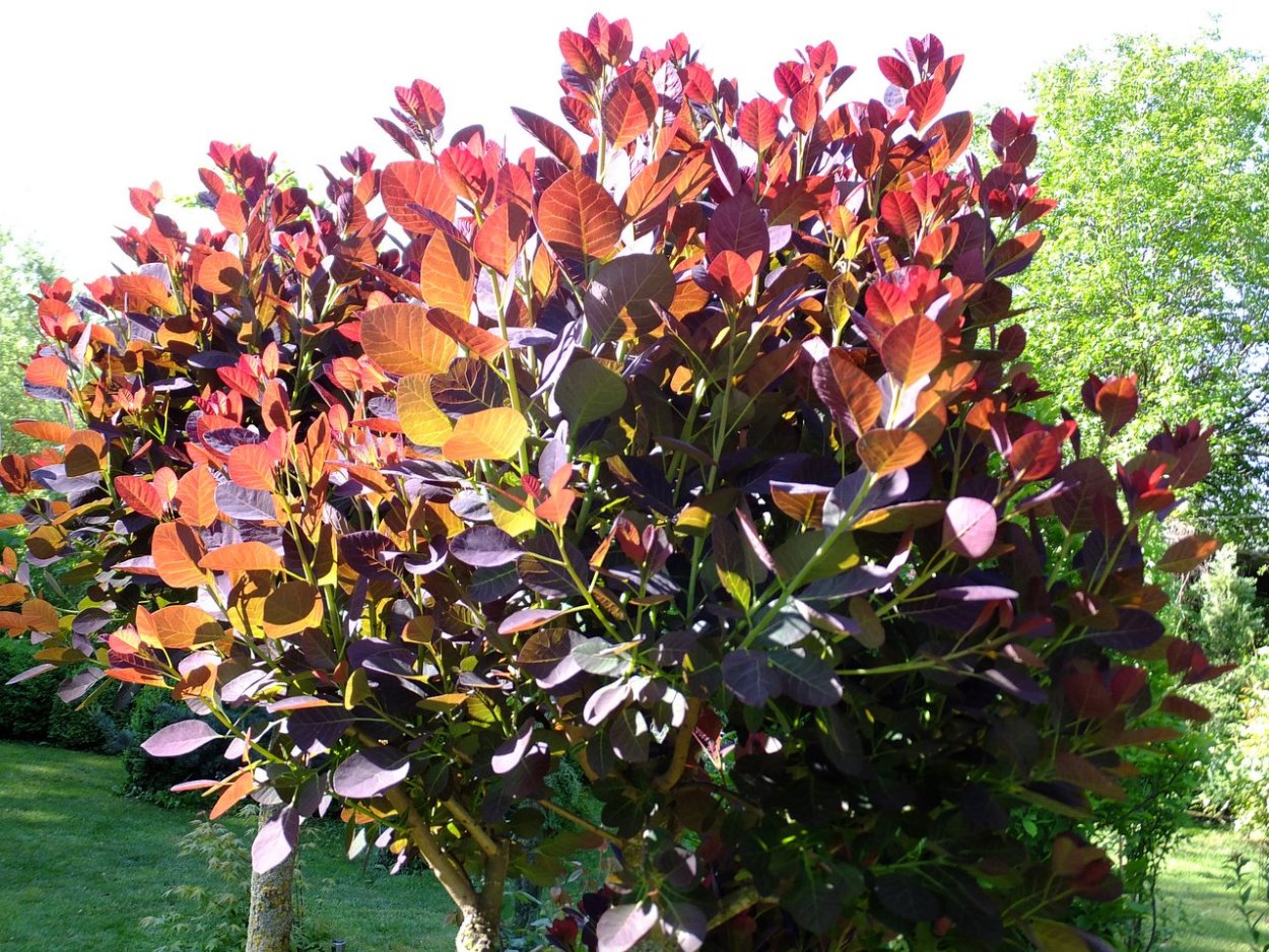 Скумпия Royal Purple