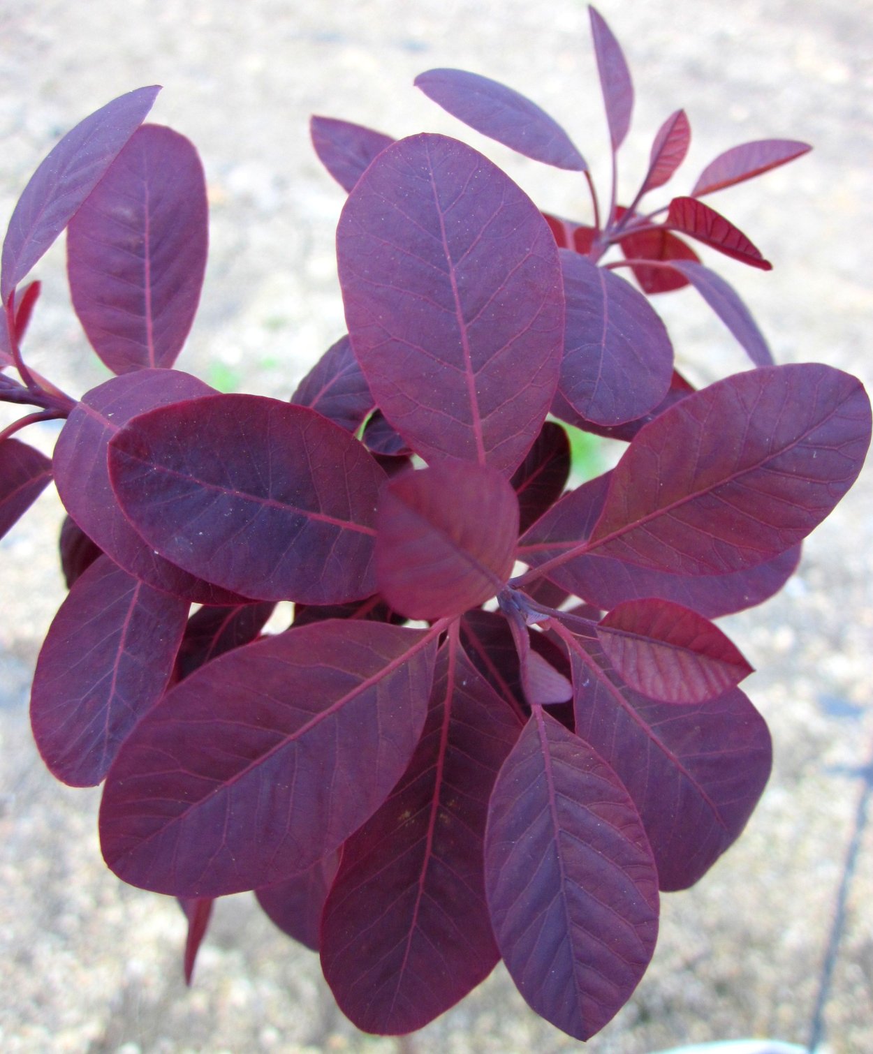 Скумпия Кожевенная (Cotinus coggygria &#96;Royal Purple&#96;)