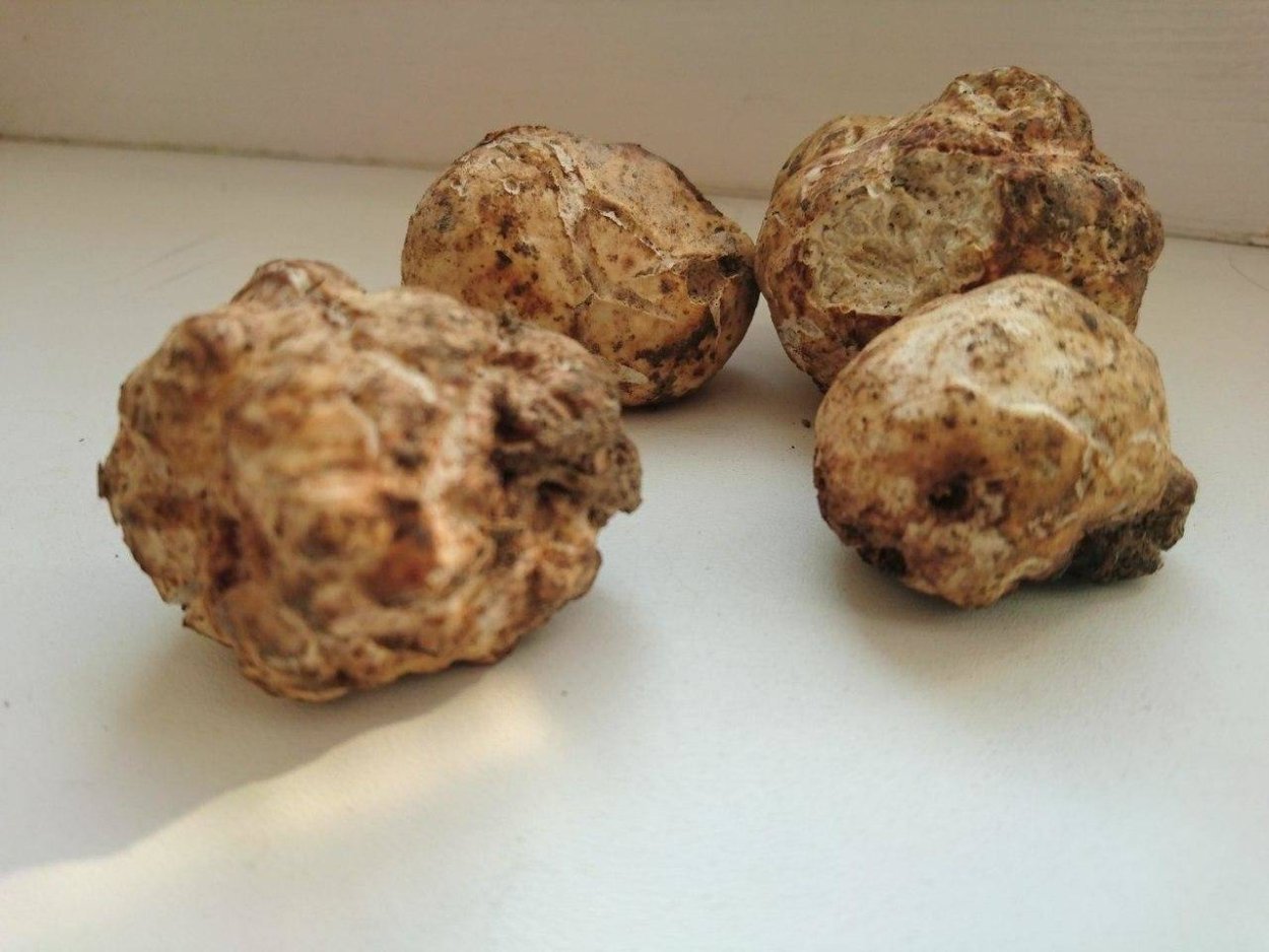 Земляной гриб трюфель