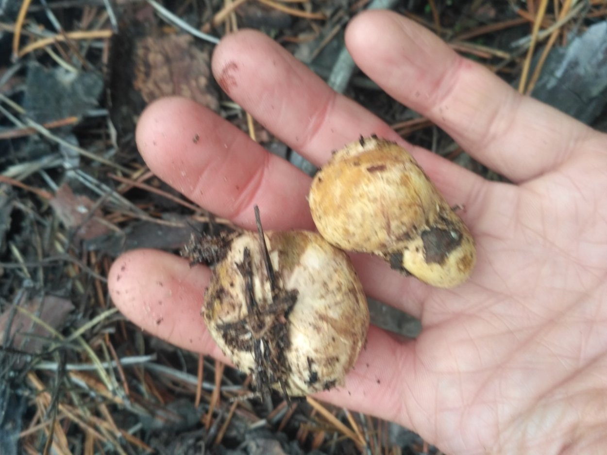 Ризопогон трюфель обыкновенный