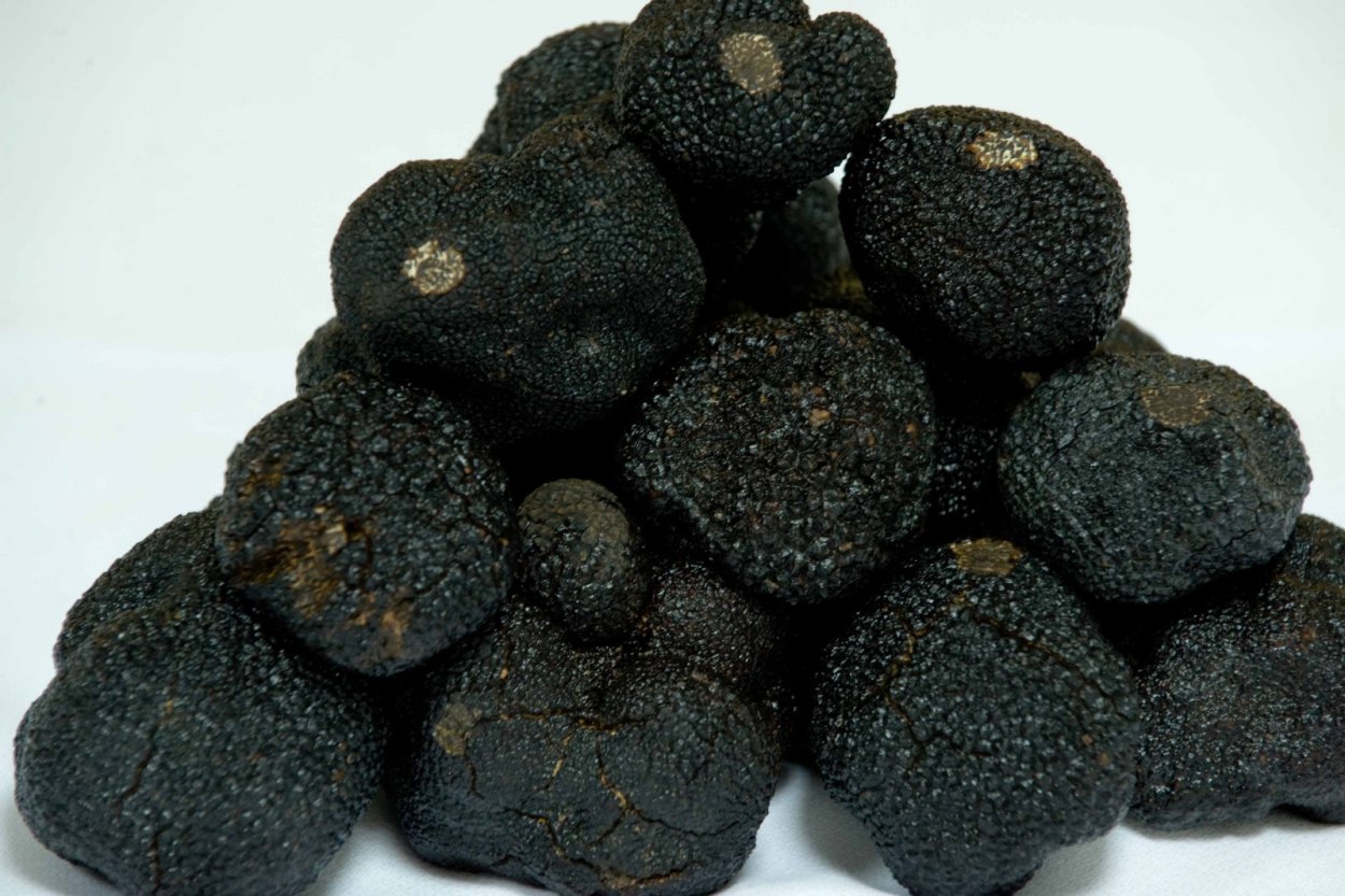 Перигорский трюфель