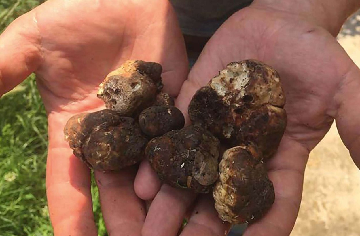 Крымский трюфель гриб
