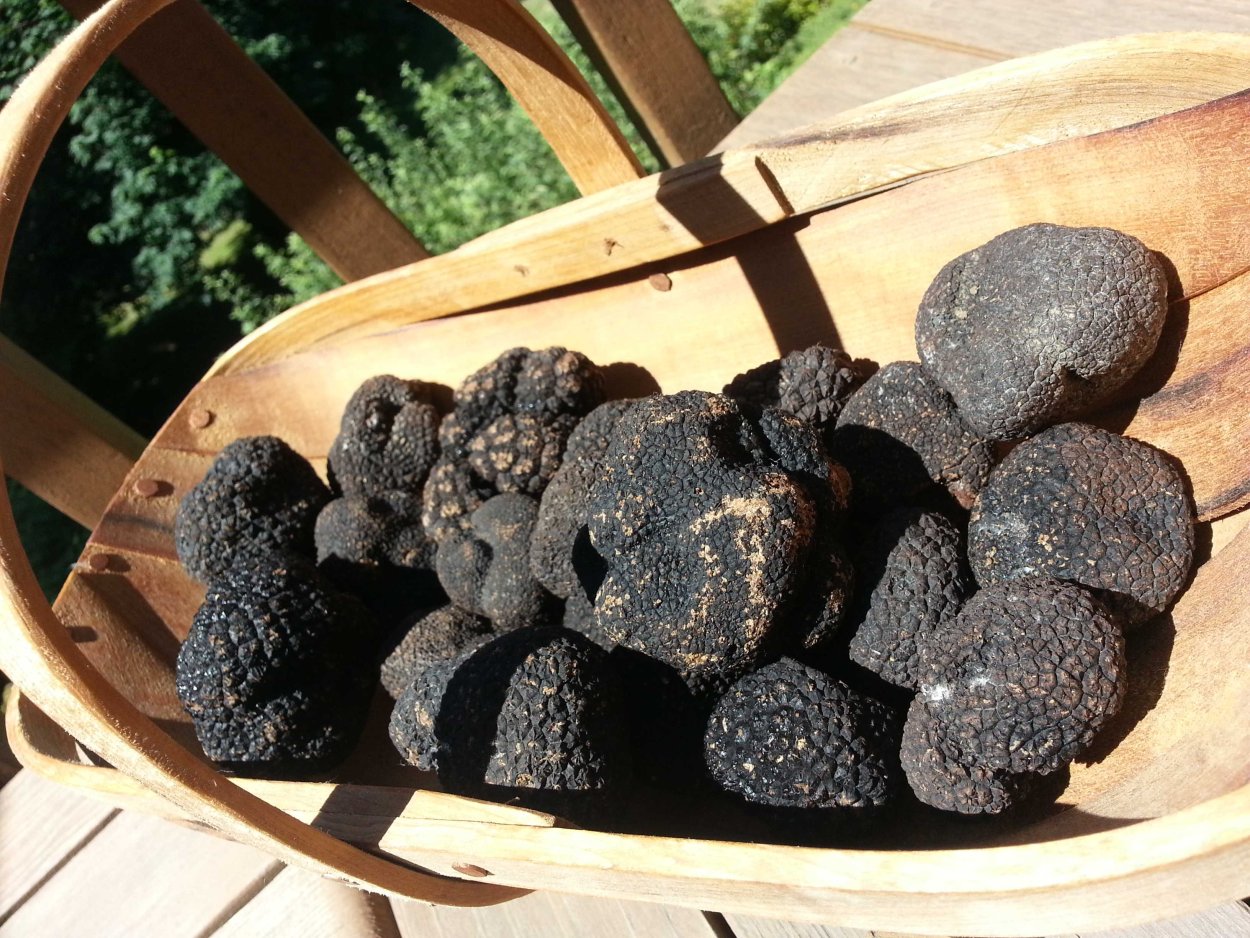 Черный дорогой гриб