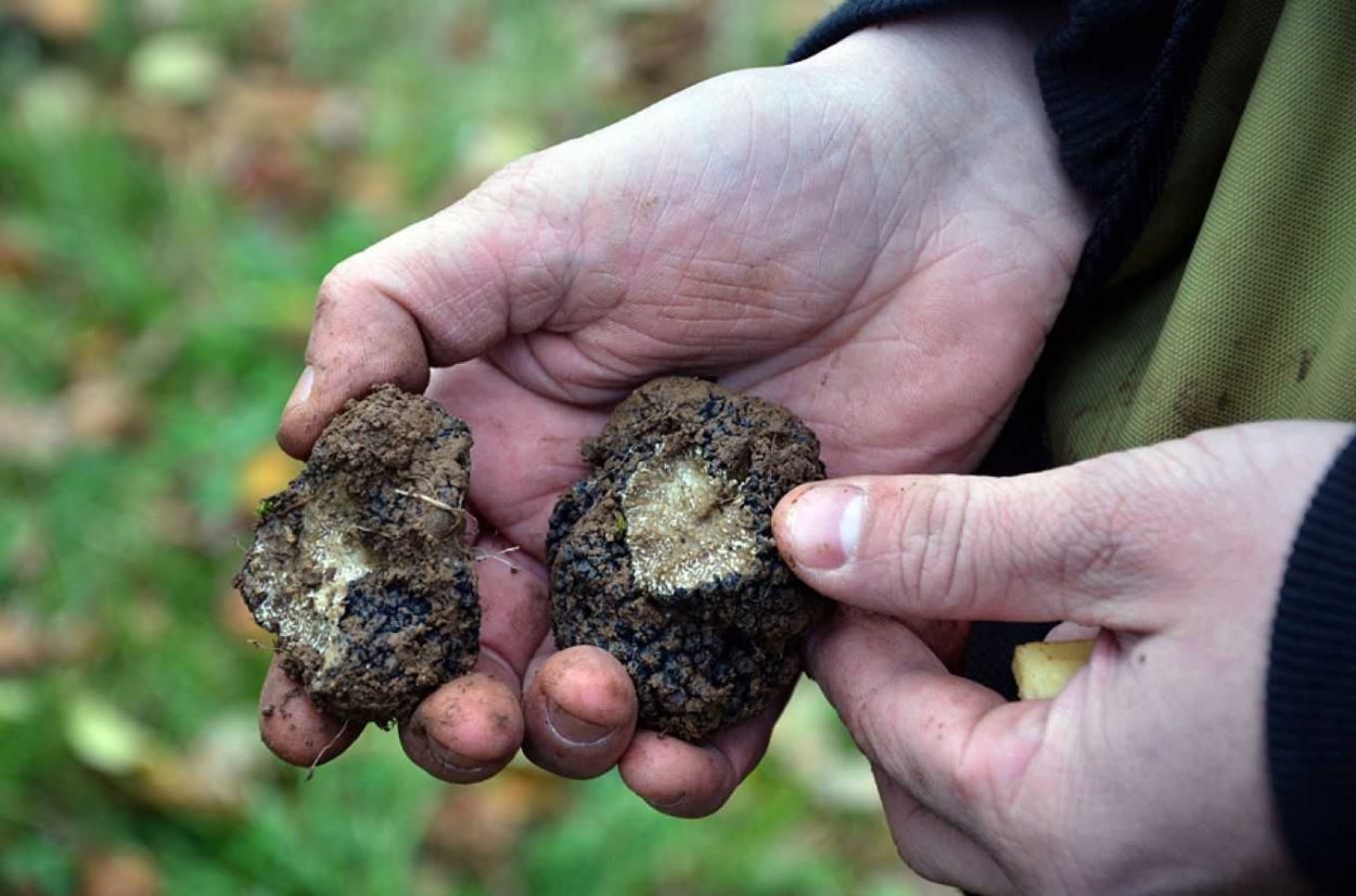 Земляной гриб трюфель