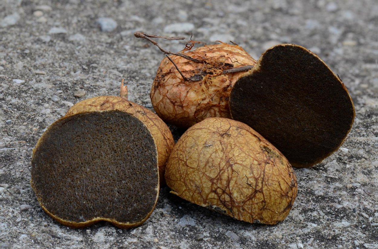 Ризопогон гриб