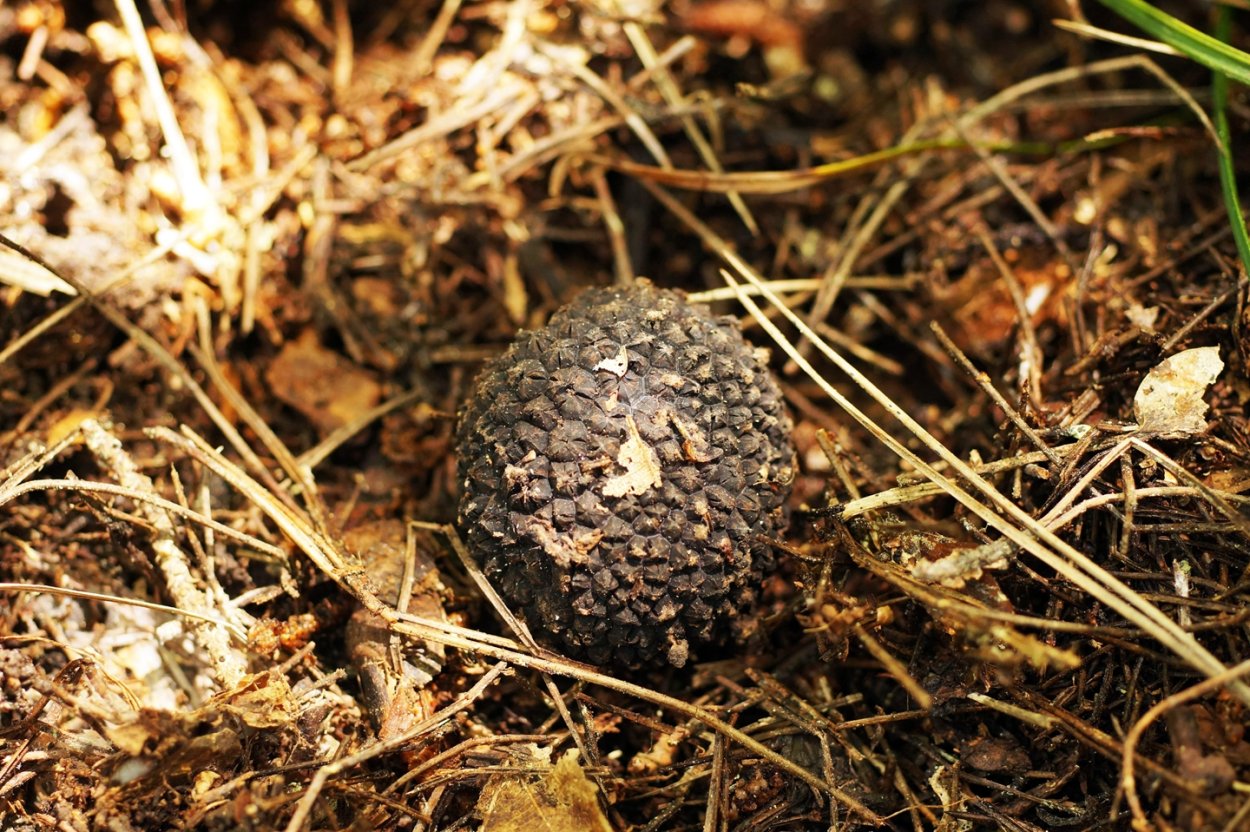 Tuber aestivum трюфель