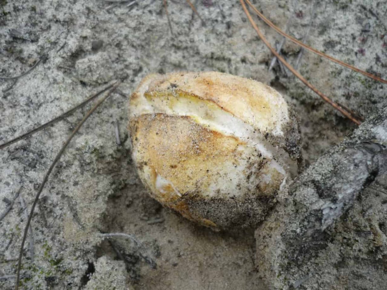 Крымский белый трюфель