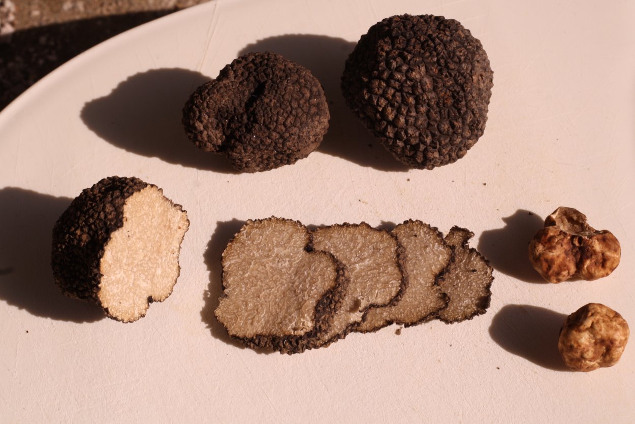 Крымский белый трюфель