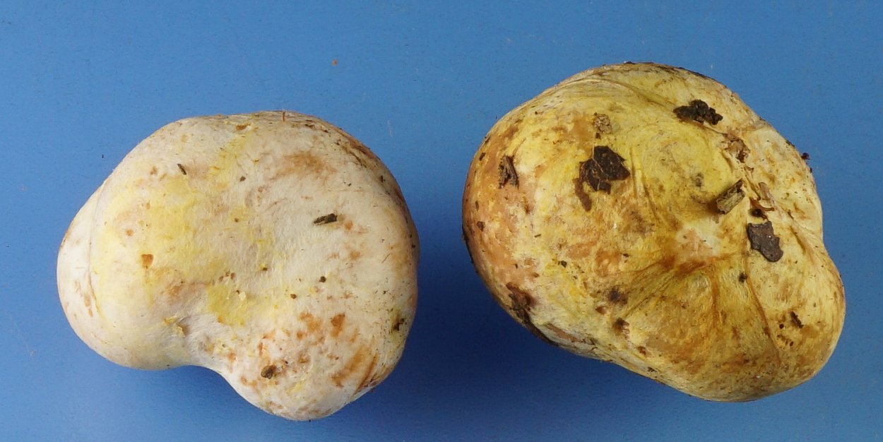 Белый Тосканский трюфель