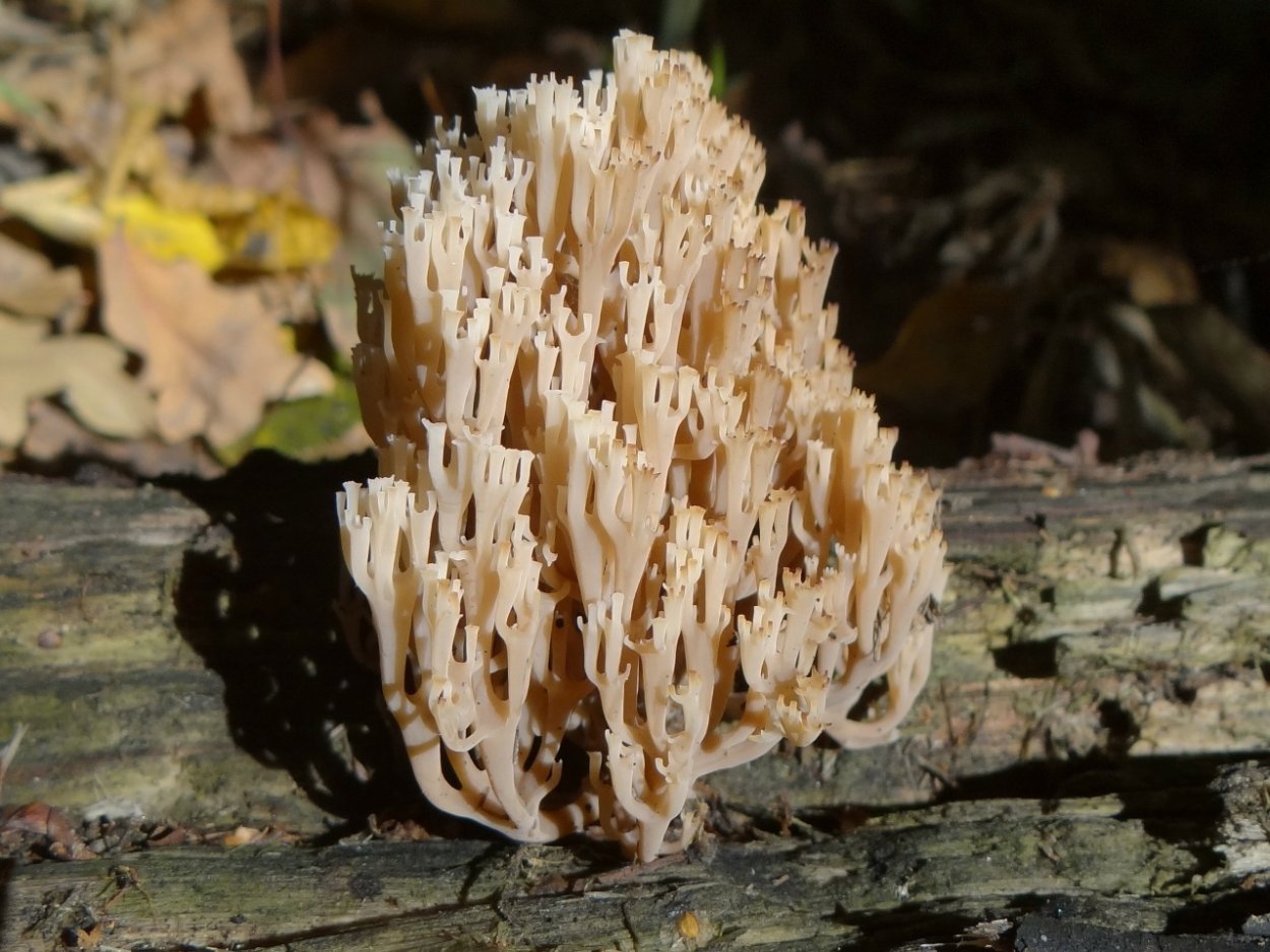 Клавикорона коробчатая съедобный