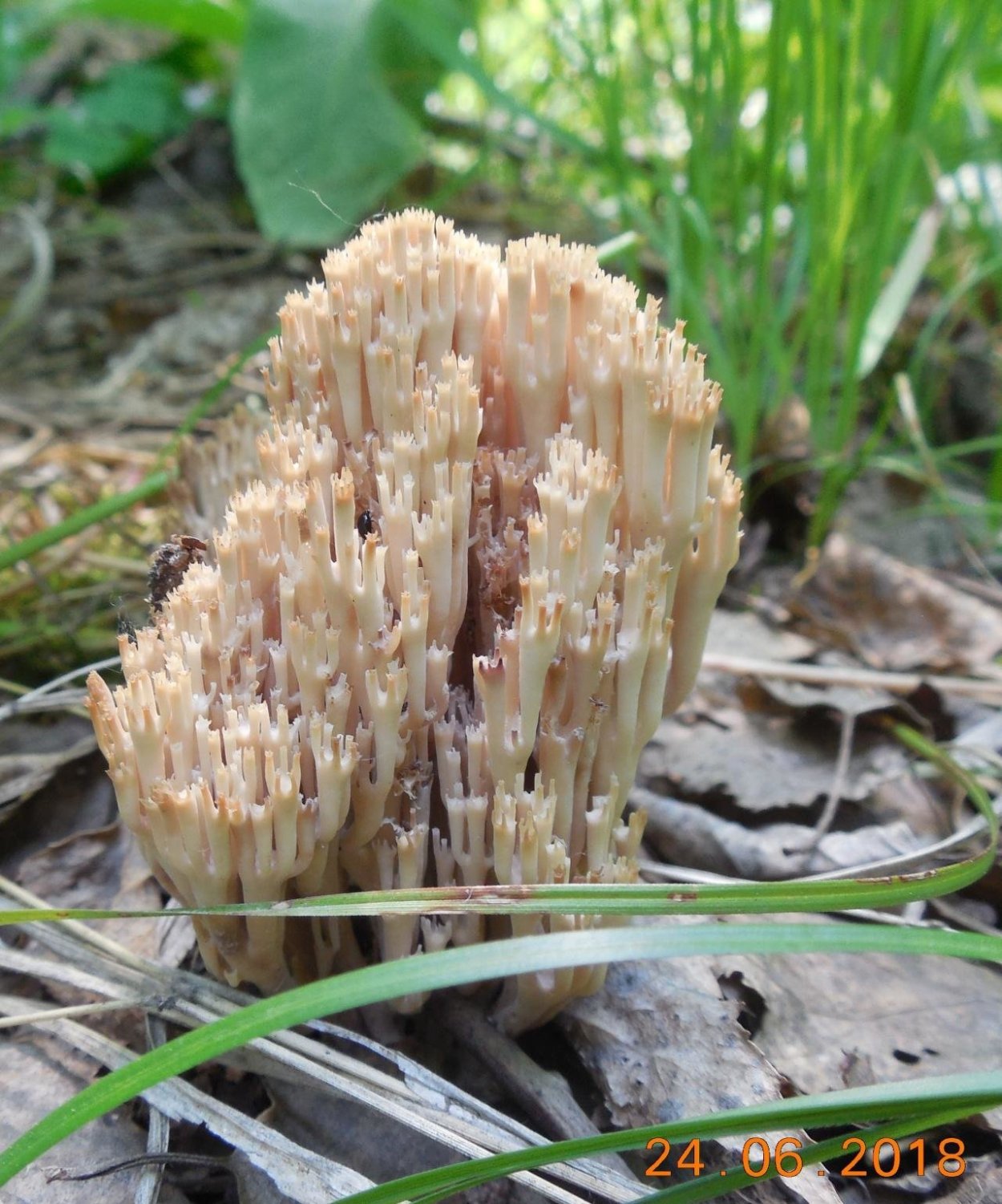 Лисичка игольчатая