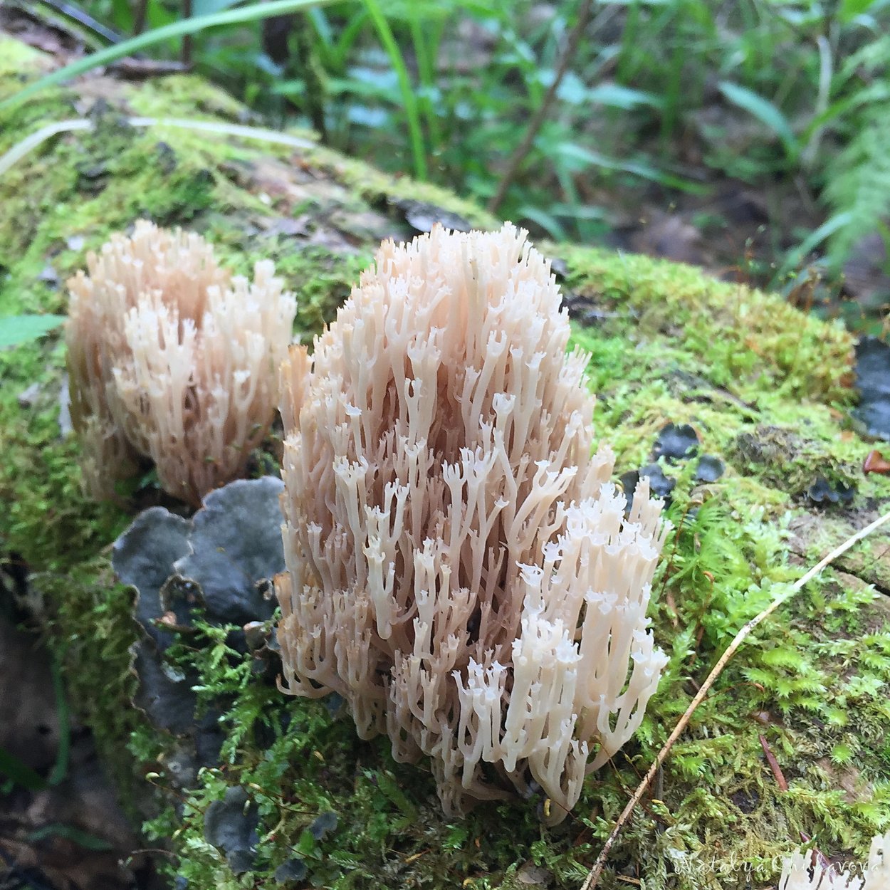 Artomyces pyxidatus