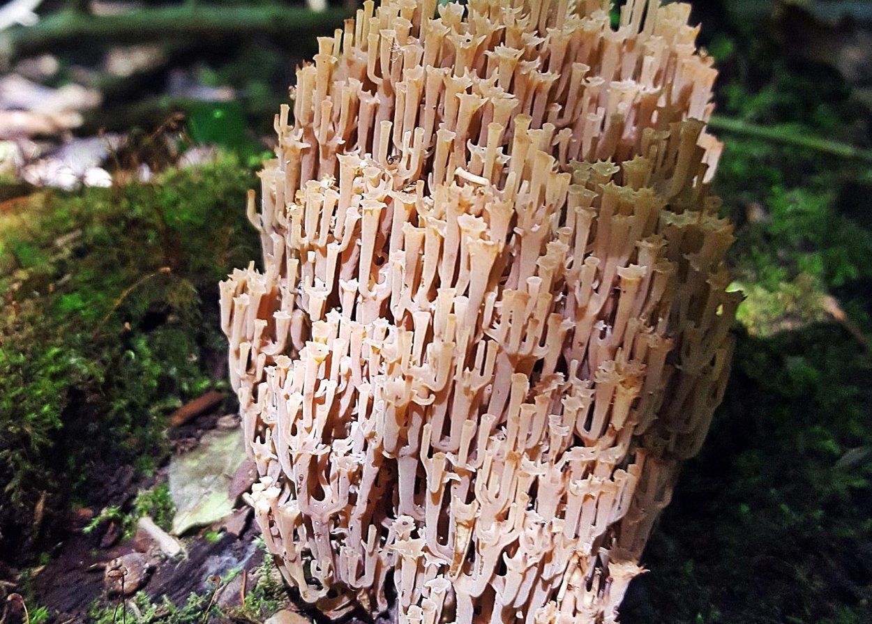 Клавикорона крыночковидная