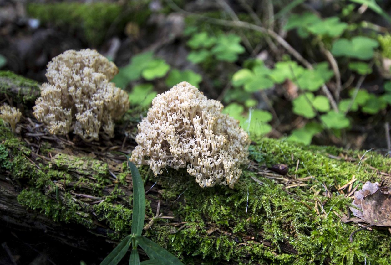 Гриб Клавикорона крыночковидная