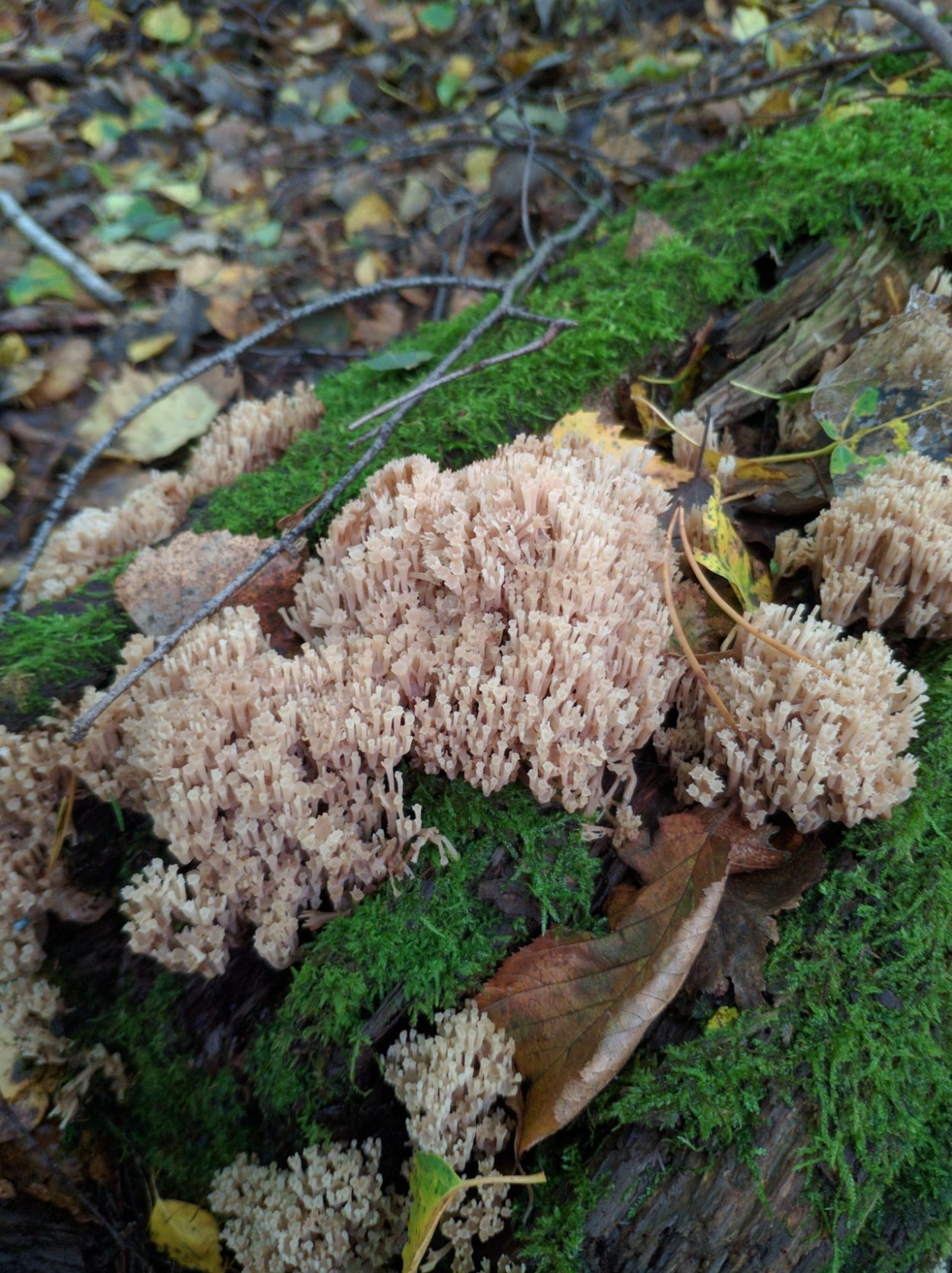 Гриб Клавикорона коробчатая