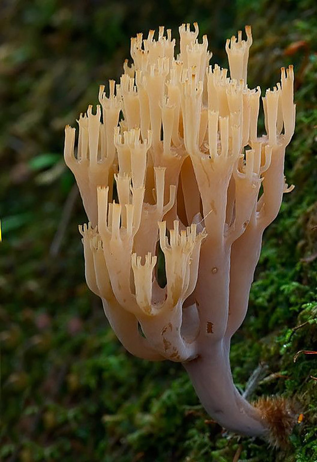 Аурискальпиевые