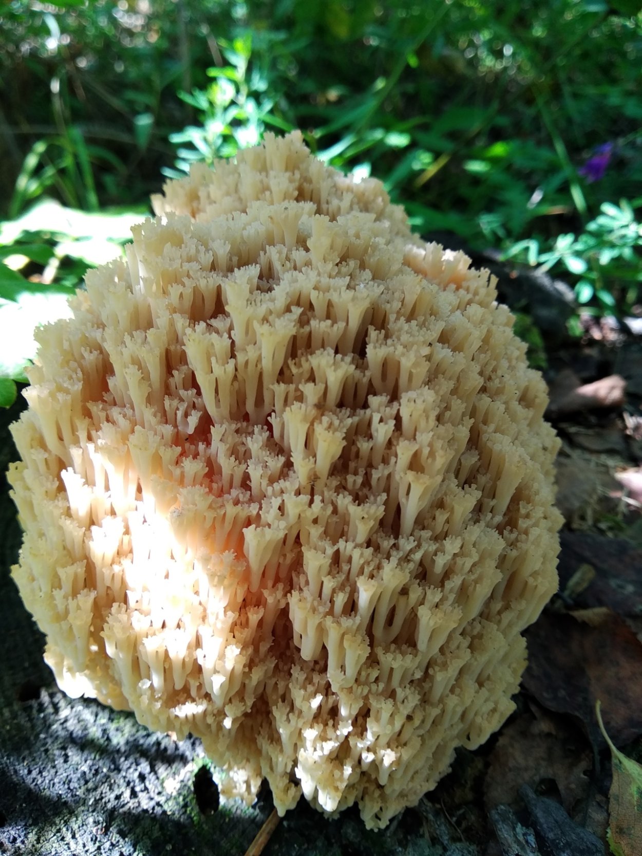 Клавариоидных грибов