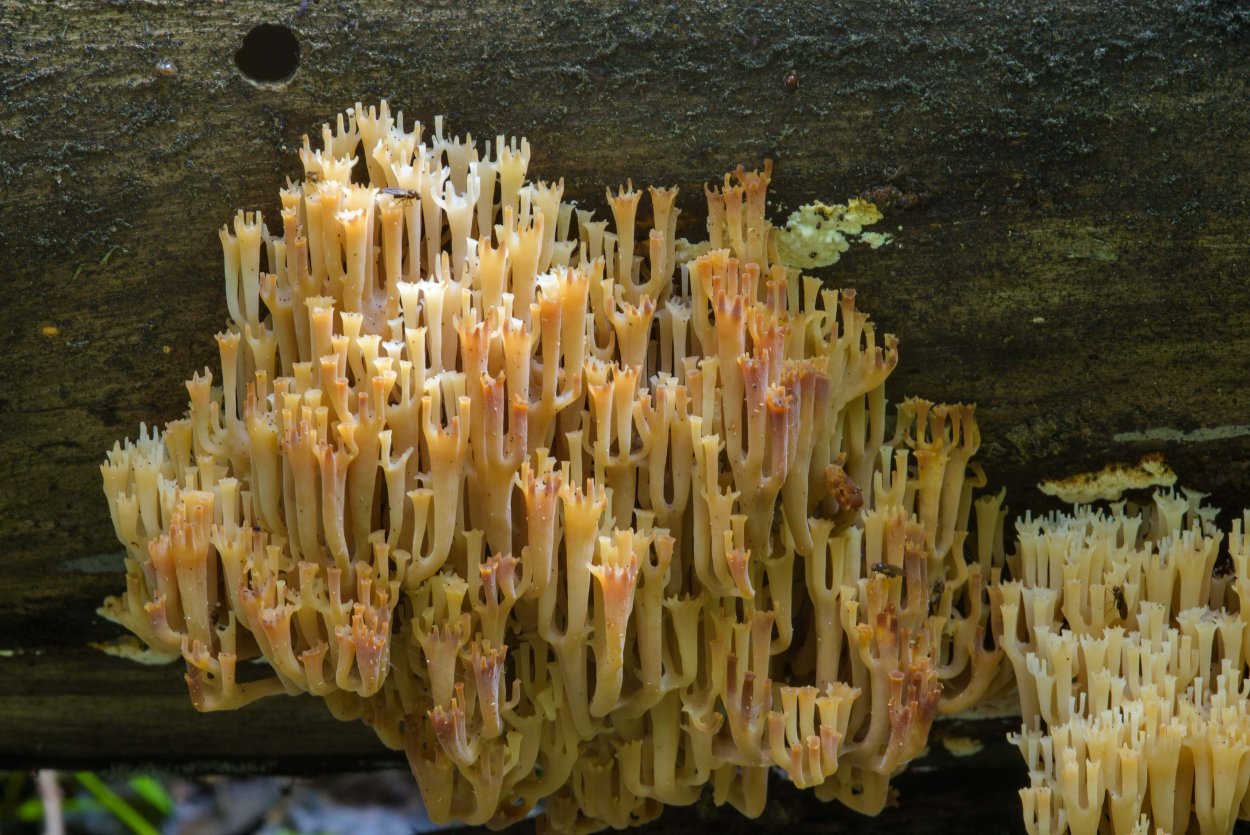 Оленьи рожки Ramaria Flava