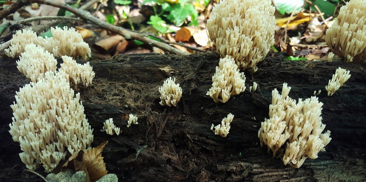 Гриб Клавикорона крыночковидная