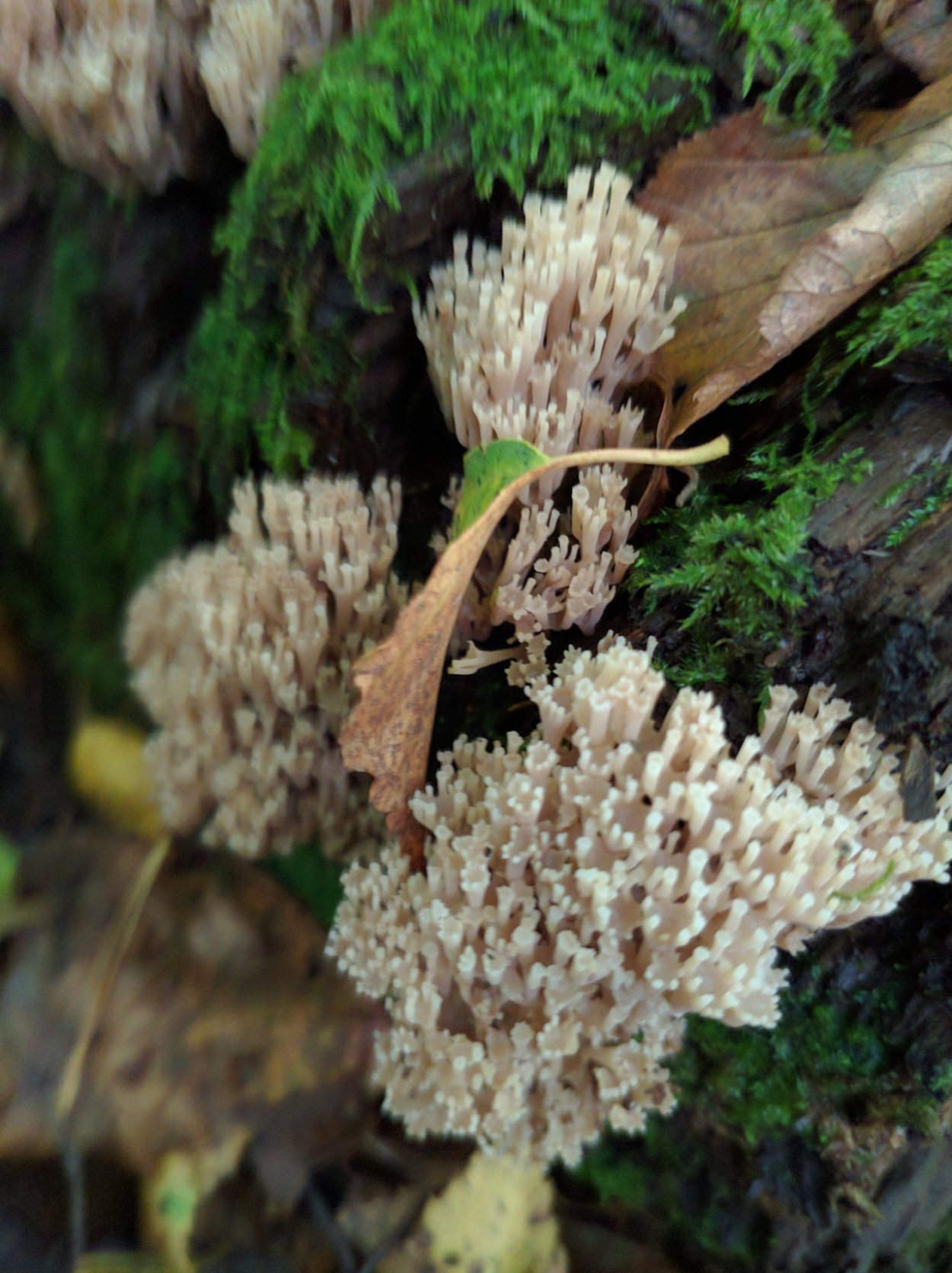 Рогатик серый гриб