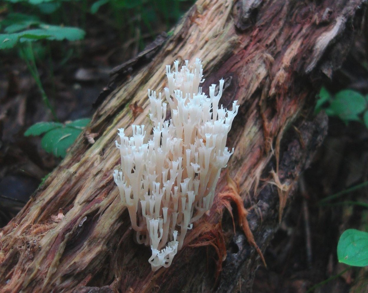 Клавикорона крыночковидная artomyces pyxidatus