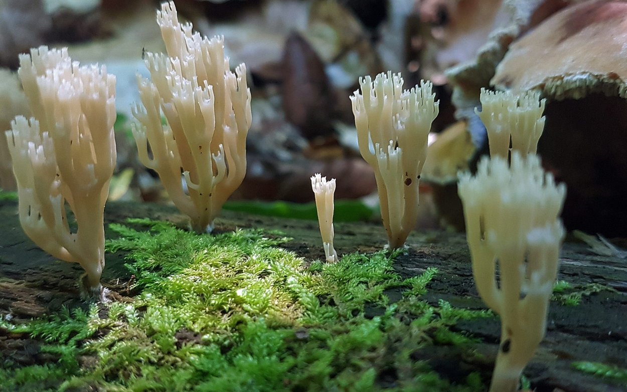 Клавикорона крыночковидная