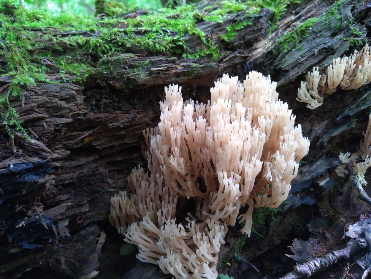 Грибы Якутии