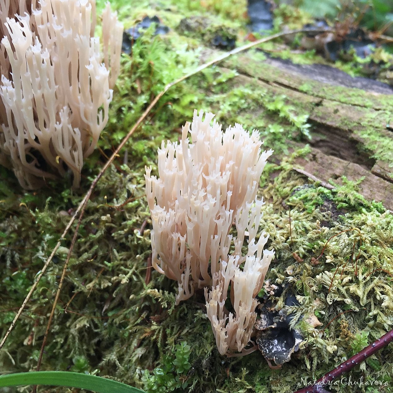 Clavicorona pyxidata