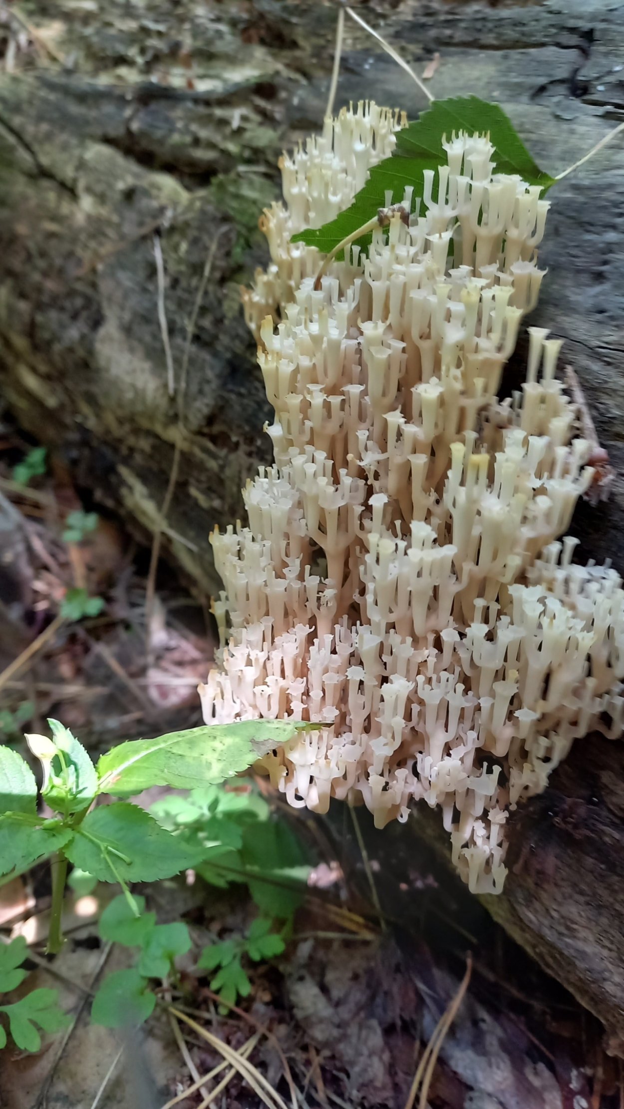 Гриб Клавикорона коробчатая