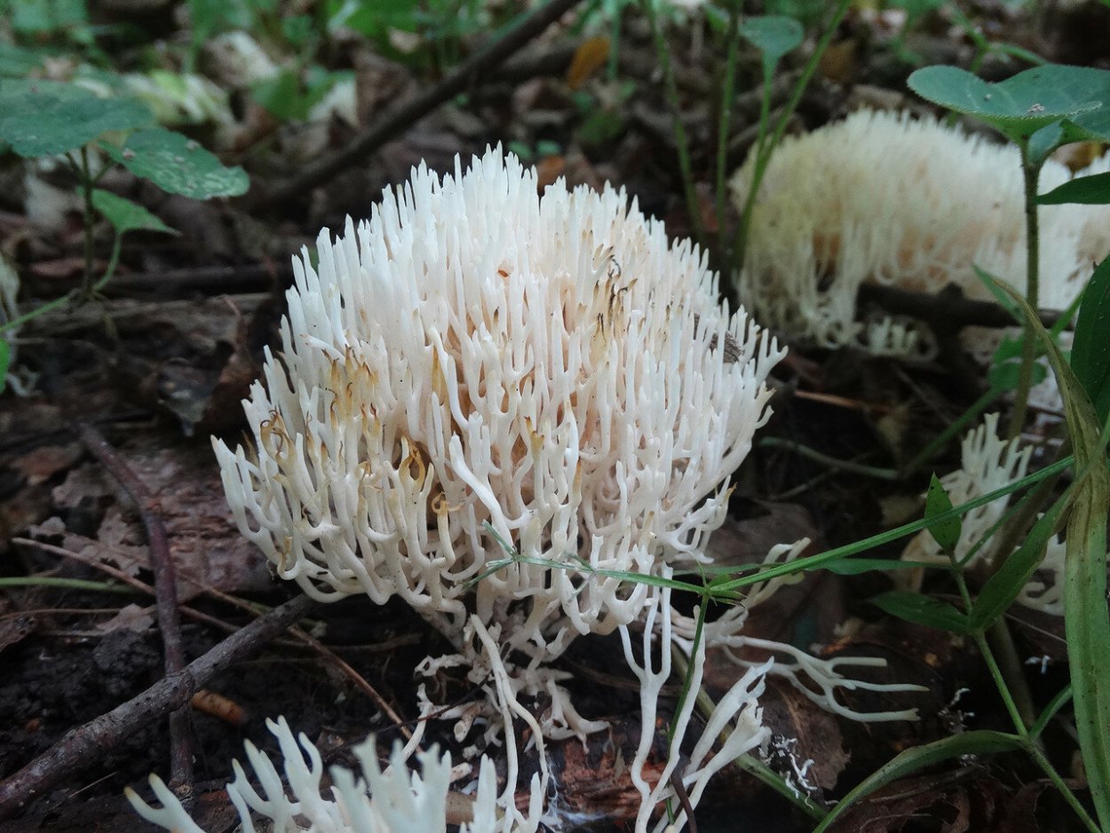 Клавикорона крыночковидная artomyces pyxidatus